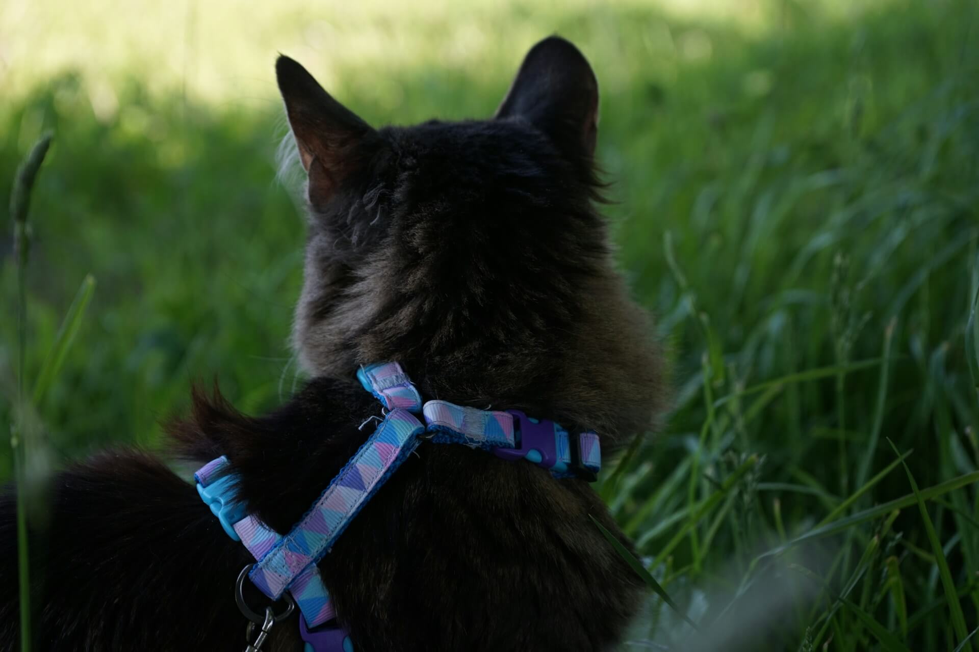 10 Best Cat Harness And Leash For Small, Big, and Senior Cats (Based On Users’ Review On Reddit, Amazon, And Chewy)