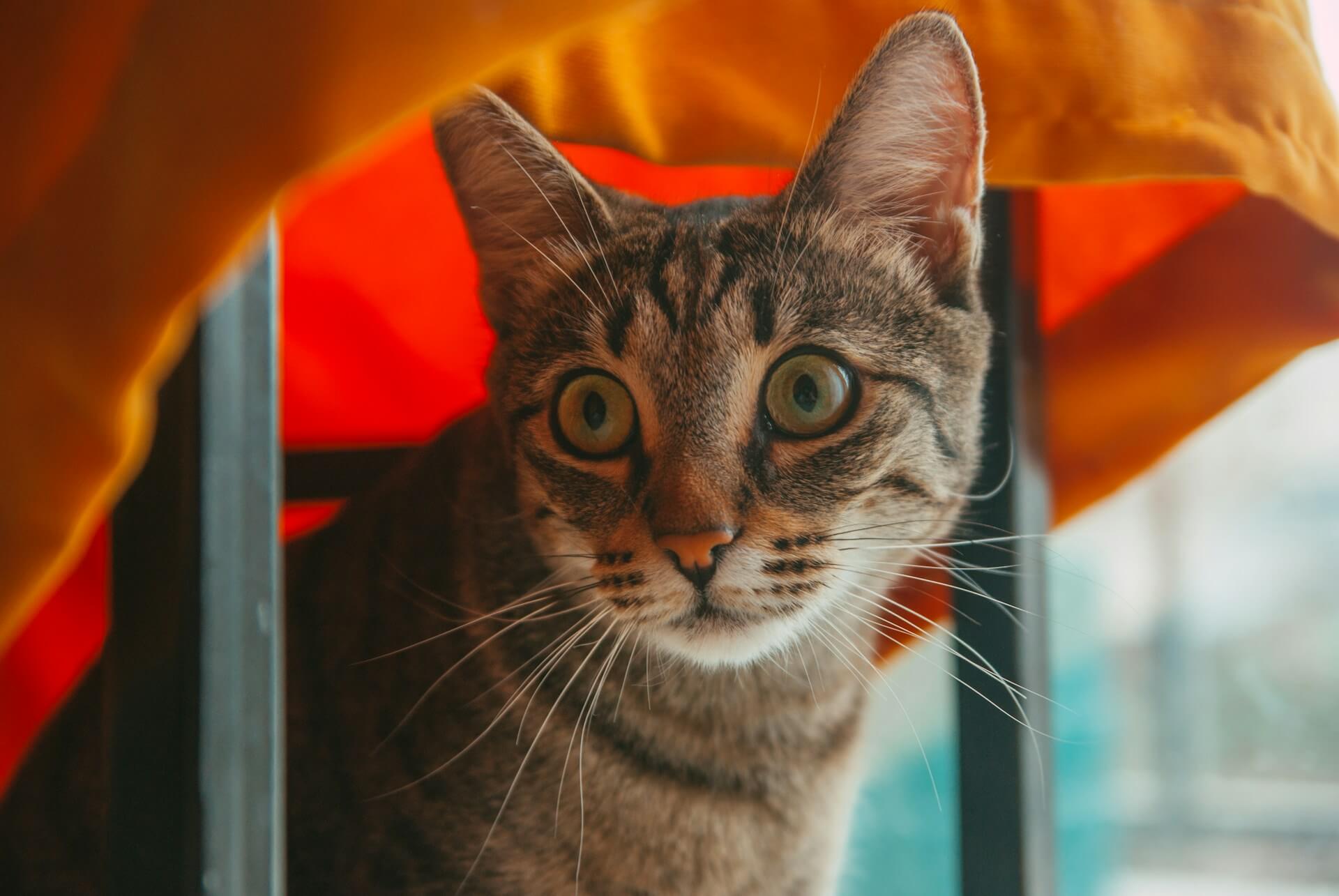 The 10 Best Cat Deterrent Sprays (According to User Feedback and Reviews On Reddit, Amazon, And Chewy)