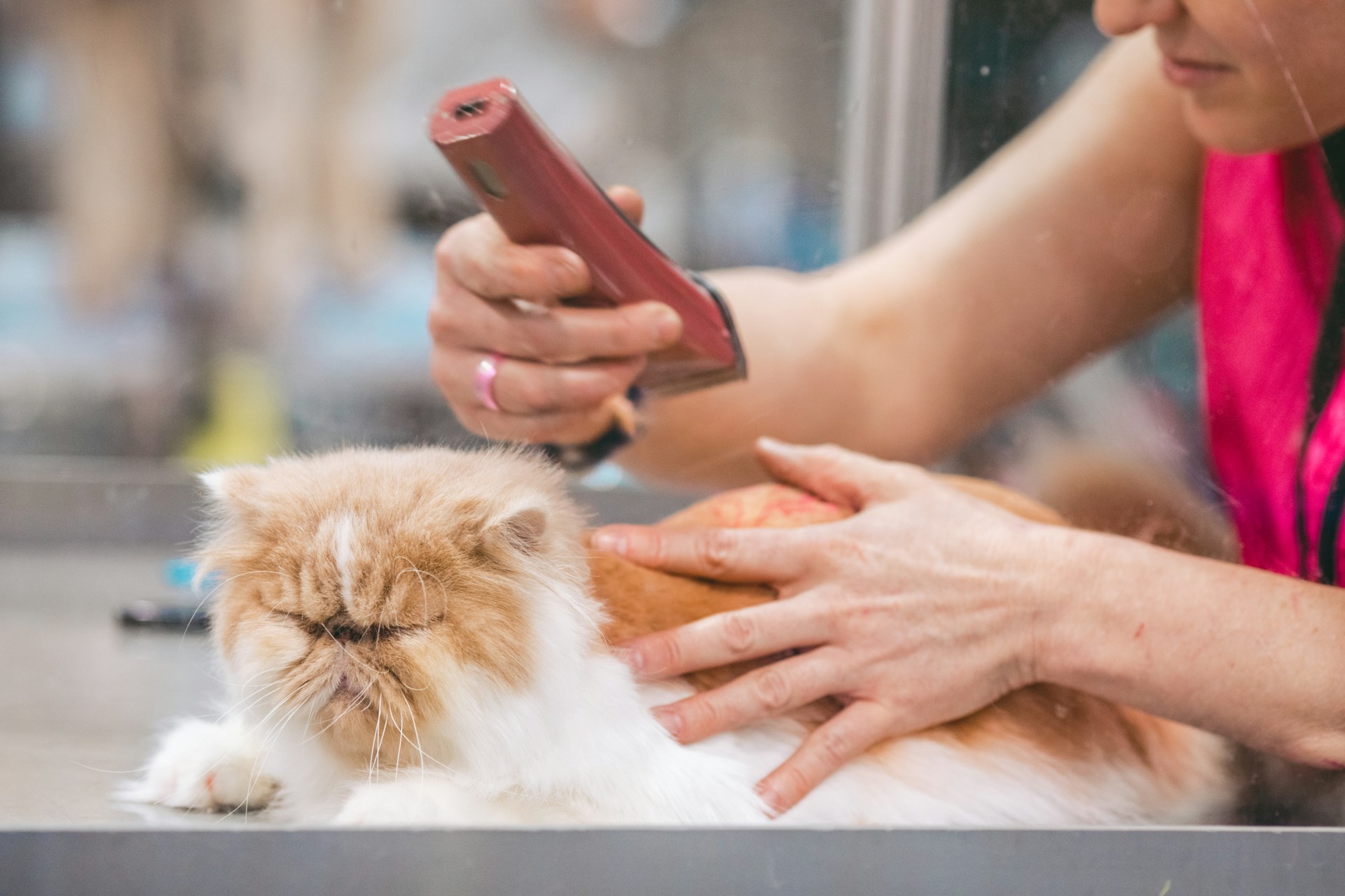 Best cat brushes and combs